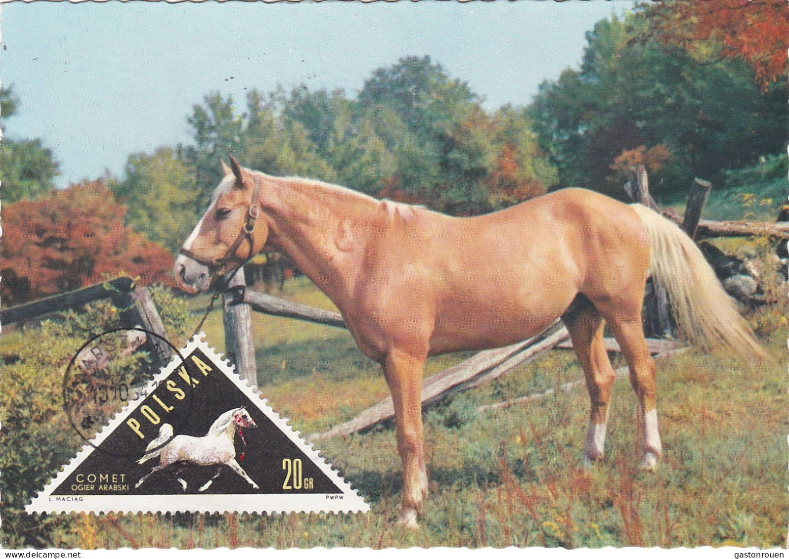 Carte Maximum Hongrie Hungary Cheval Horse 1312 - Cartoline Maximum