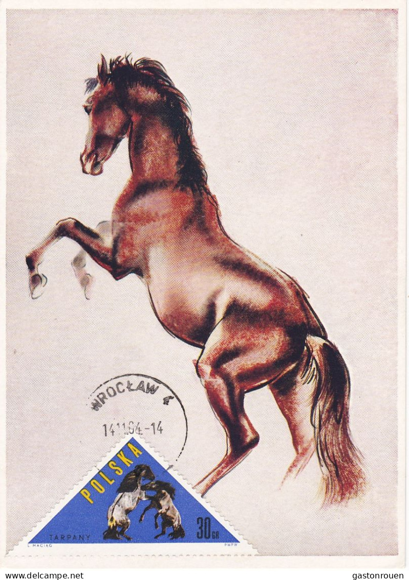 Carte Maximum Hongrie Hungary Cheval Horse 1313 - Cartes-maximum (CM)