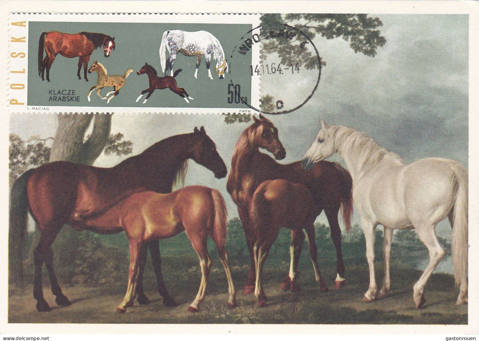 Carte Maximum Hongrie Hungary Cheval Horse 1315 - Cartoline Maximum