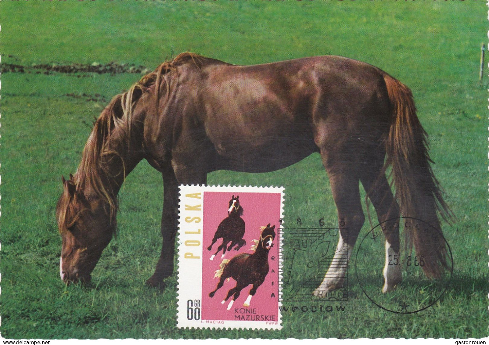 Carte Maximum Hongrie Hungary Cheval Horse 1316 - Maximum Cards & Covers