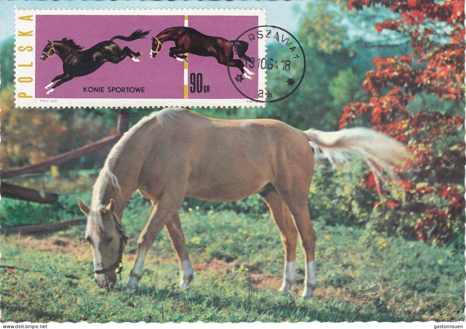 Carte Maximum Hongrie Hungary Cheval Horse 1317 - Maximum Cards & Covers