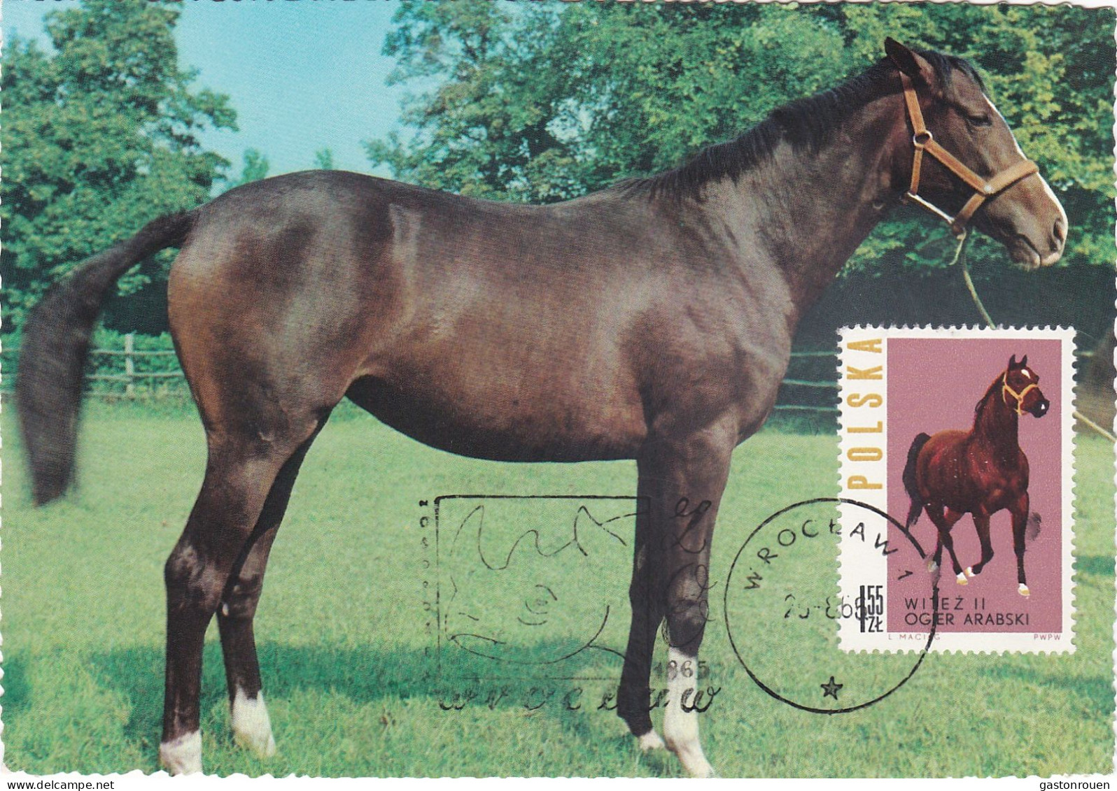 Carte Maximum Hongrie Hungary Cheval Horse 1318 - Cartoline Maximum