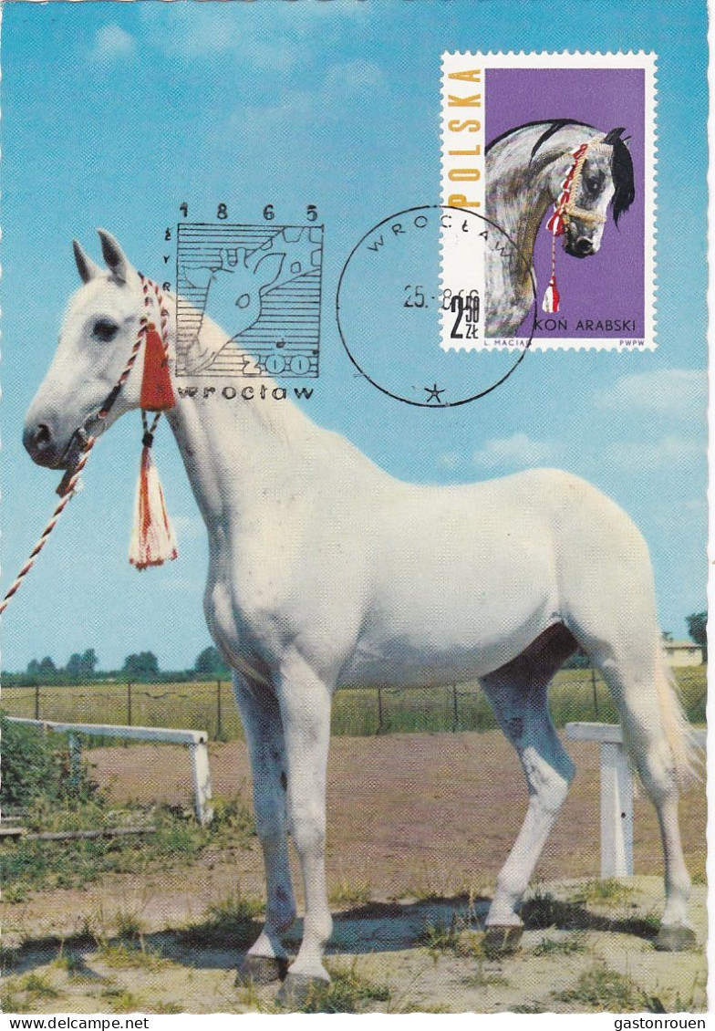 Carte Maximum Hongrie Hungary Cheval Horse 1319 - Maximum Cards & Covers