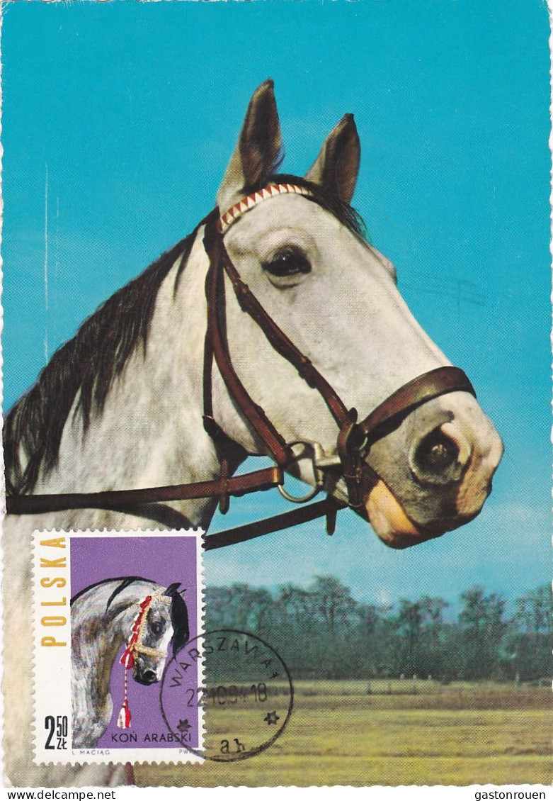 Carte Maximum Hongrie Hungary Cheval Horse 1319 - Maximum Cards & Covers