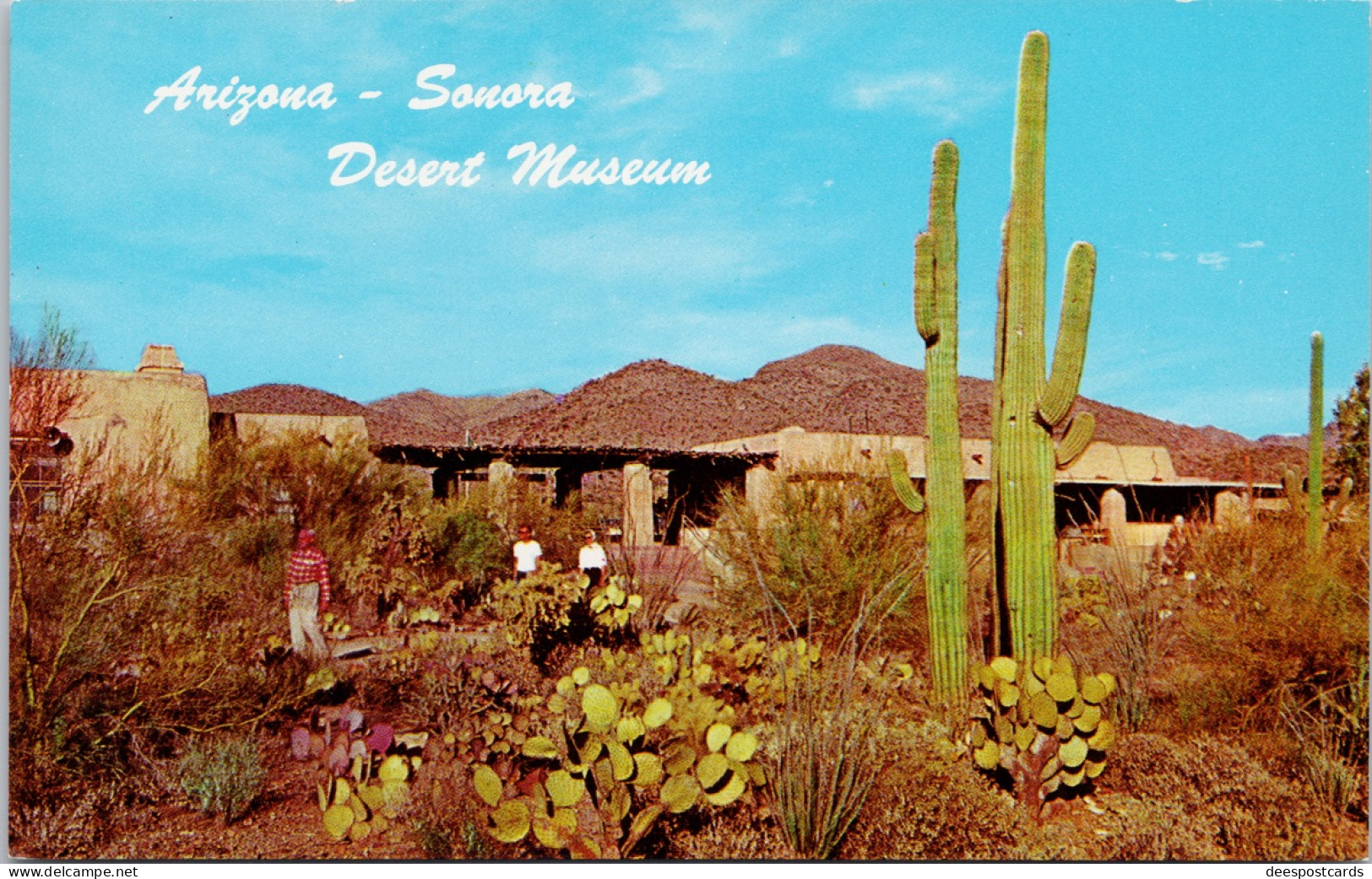 Arizona Sonora Desert Museum Tucson Mountain Park AZ Unused Vintage Postcard Z2 - Tucson