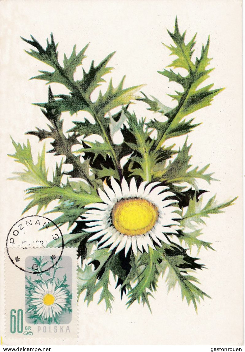 Carte Maximum Hongrie Hungary Fleur Flower 904 Marguerite - Maximumkarten (MC)