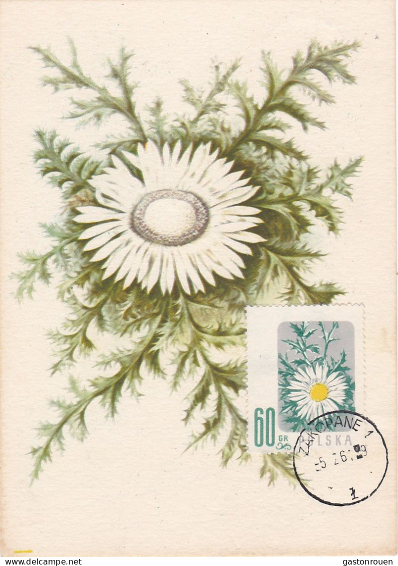 Carte Maximum Hongrie Hungary Fleur Flower 904 Marguerite - Cartes-maximum (CM)