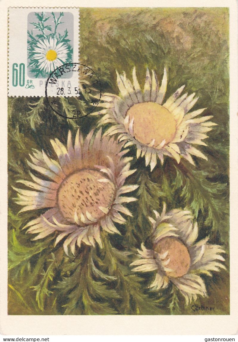 Carte Maximum Hongrie Hungary Fleur Flower 904 Marguerite - Maximum Cards & Covers