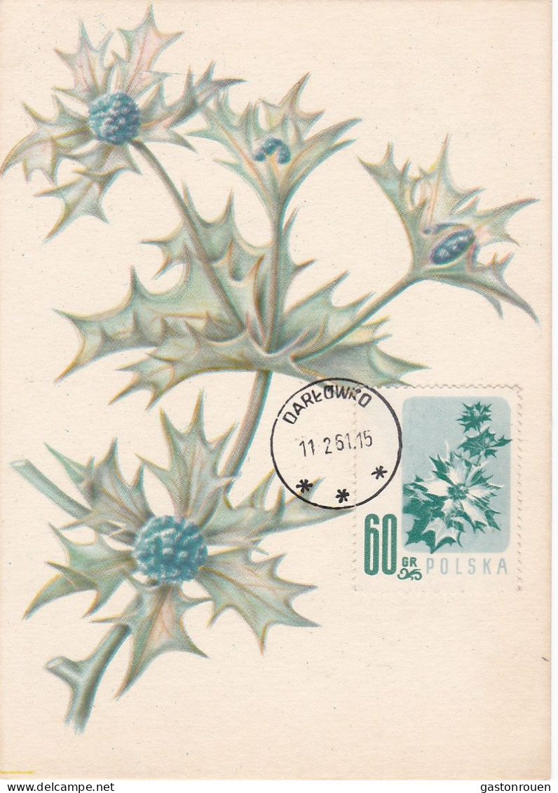 Carte Maximum Hongrie Hungary Fleur Flower 905 Chardon Thistle - Maximum Cards & Covers