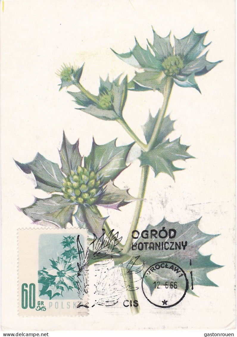 Carte Maximum Hongrie Hungary Fleur Flower 905 Chardon Thistle - Cartes-maximum (CM)