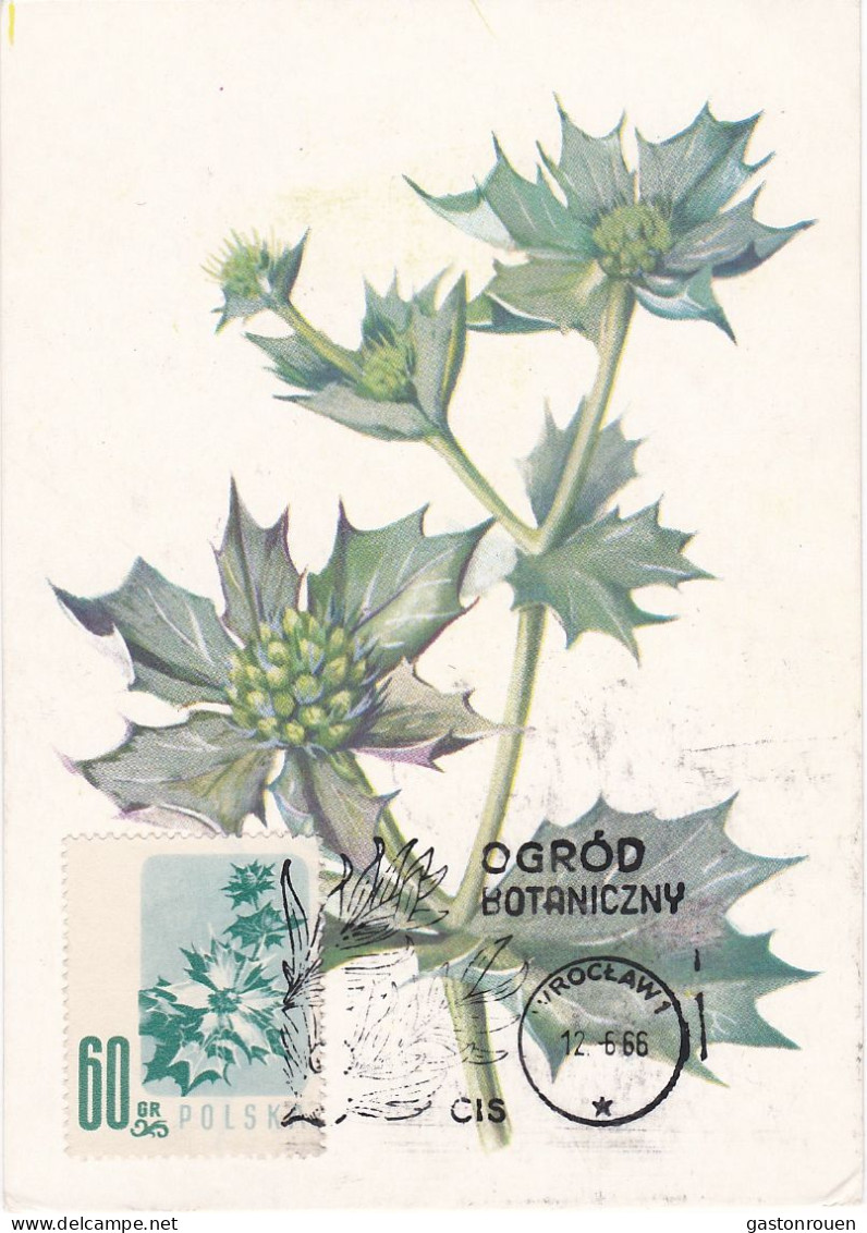 Carte Maximum Hongrie Hungary Fleur Flower 905 Chardon Thistle - Maximum Cards & Covers