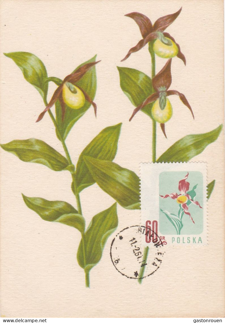 Carte Maximum Hongrie Hungary Fleur Flower 907 Iris - Maximumkaarten