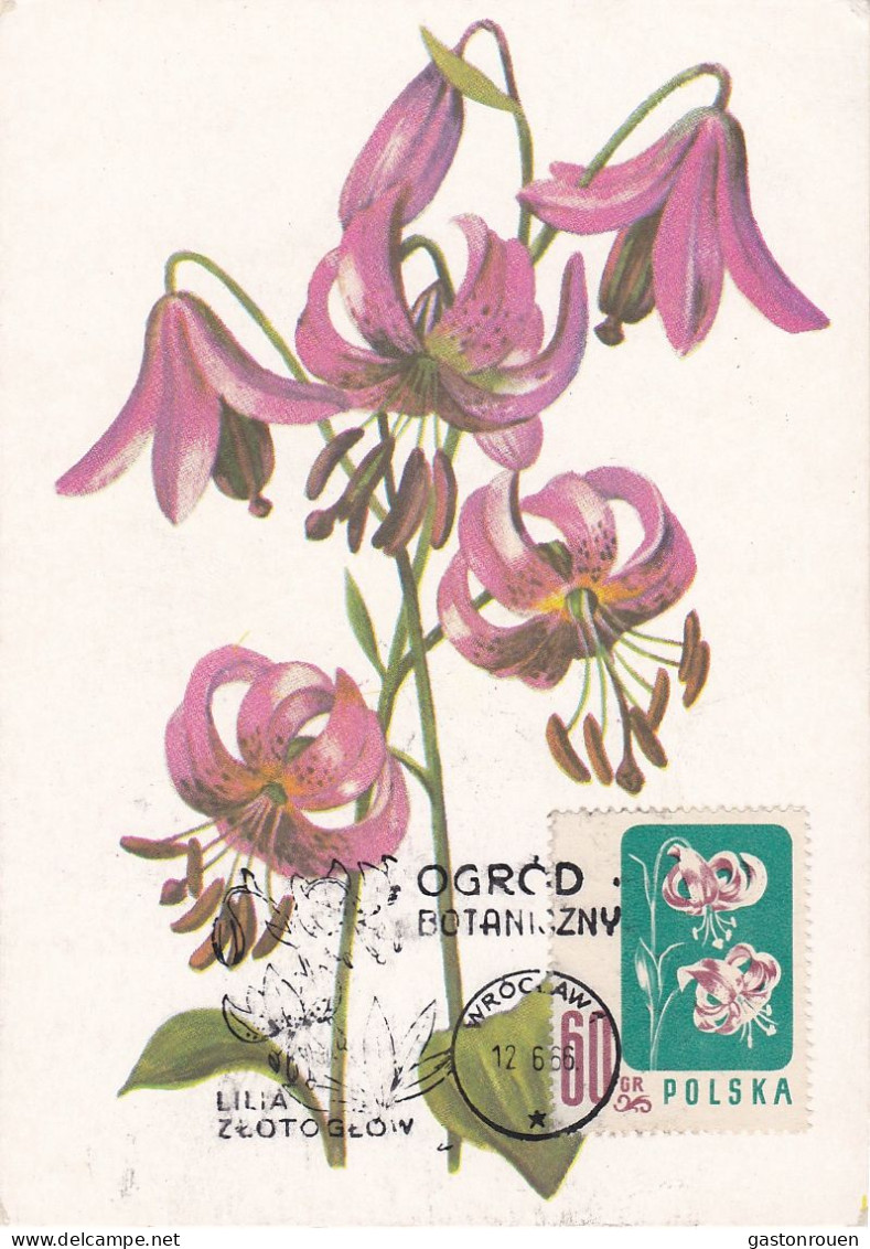 Carte Maximum Hongrie Hungary Fleur Flower 908 Lys Lily - Cartes-maximum (CM)