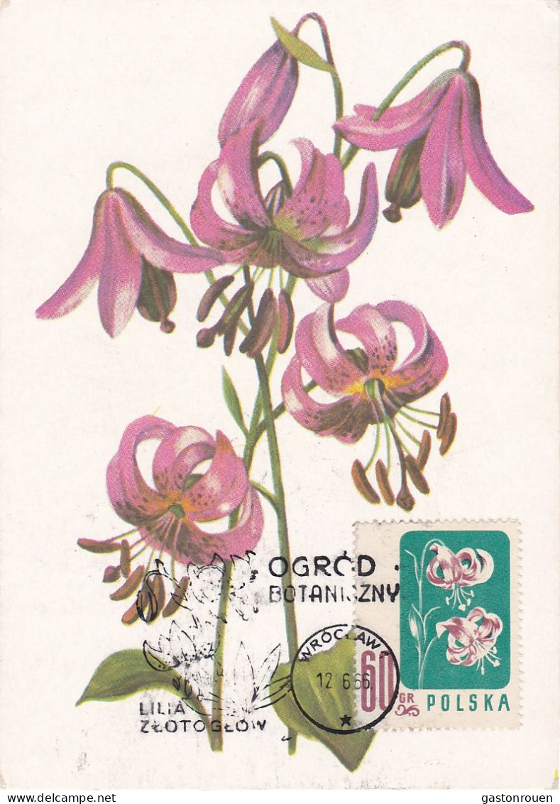 Carte Maximum Hongrie Hungary Fleur Flower 908 Lys Lily - Maximumkarten (MC)