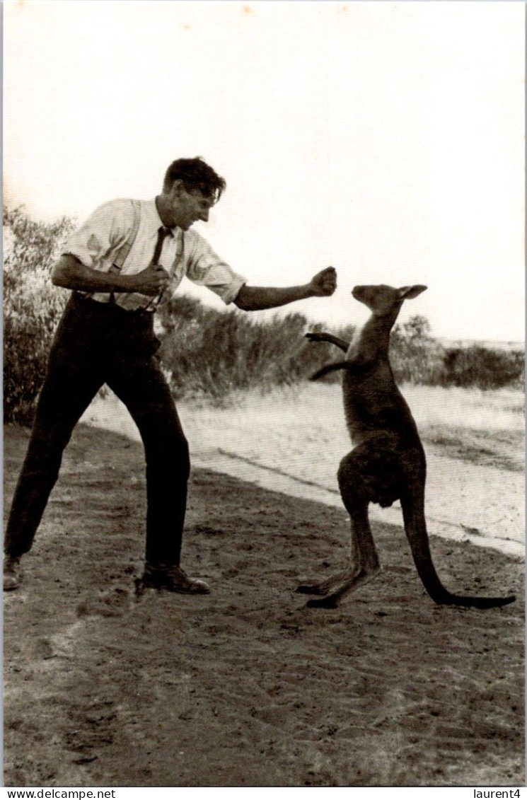 20-3-2024 (3 Y 30) Australia - Kangaroo Boxing - Boxe