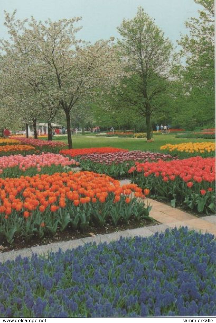 102672 - Niederlande - Lisse - Keukenhof - Ca. 1985 - Lisse