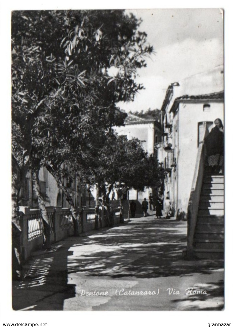 PENTONE, VIA ROMA, B/N, VIAGGIATA 1956      **//** - Catanzaro