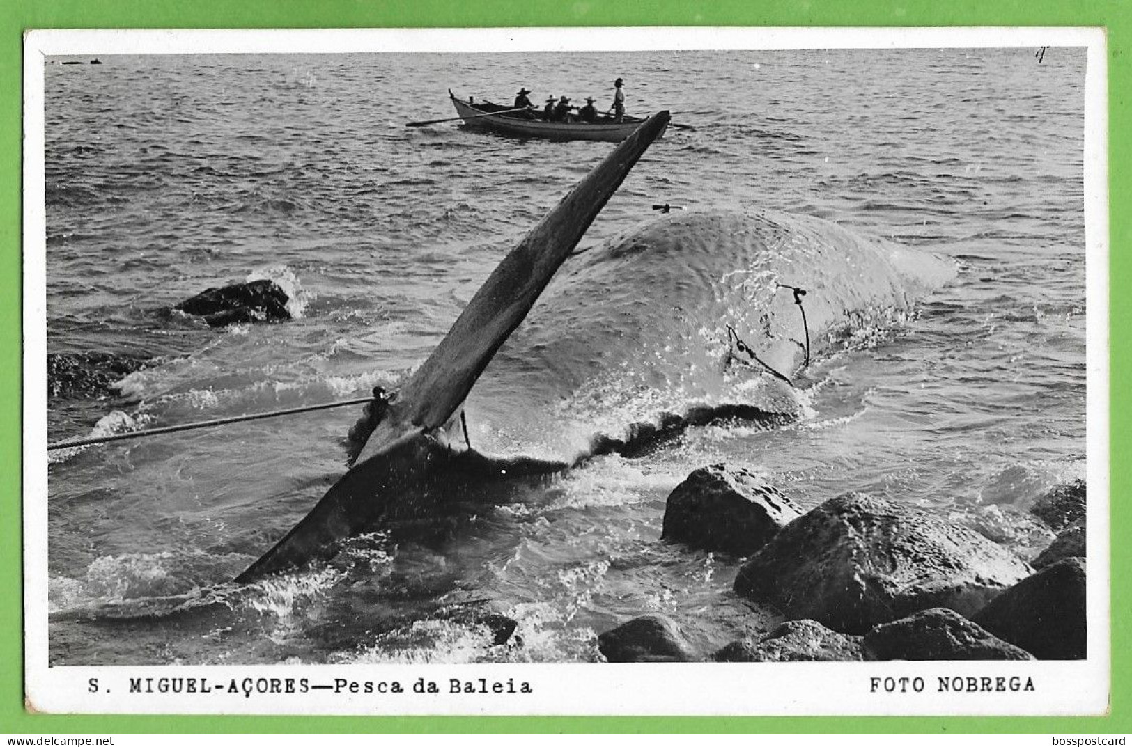 S. Miguel - Pesca Da Baleia - Whale - Baleine - Açores - Portugal - Açores