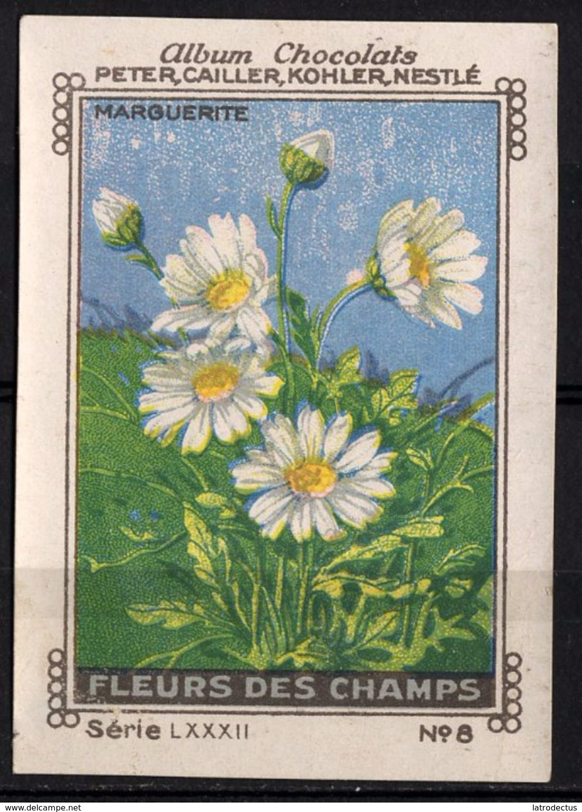 Nestlé - LXXXII - Fleur De Champs, Field Flowers - 8 - Marguerite, Leucanthemum Vulgare, Ox-eye Daisy - Nestlé