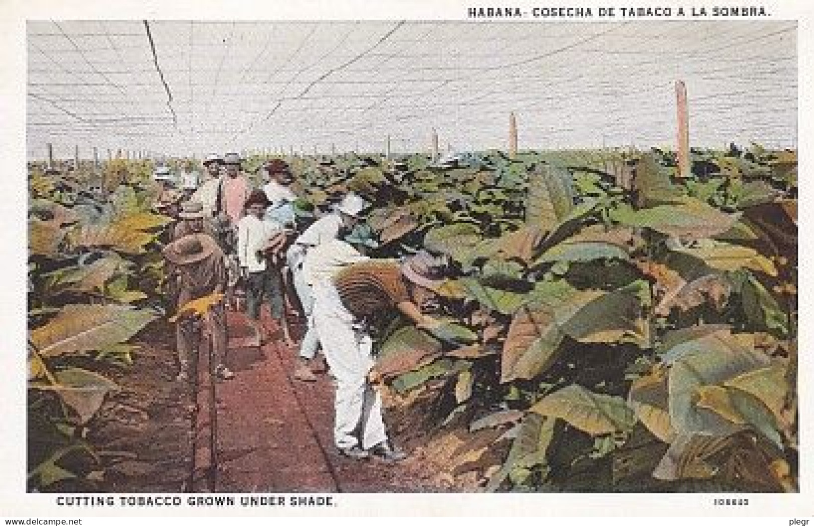 2-CUB 01 16+15 - CUBA - HABANA / LA HAVANE - COSECHA DE TABACO A LA SOMBRA - CUTTING TOBACCO GROWN UNDER SHADE - Cuba