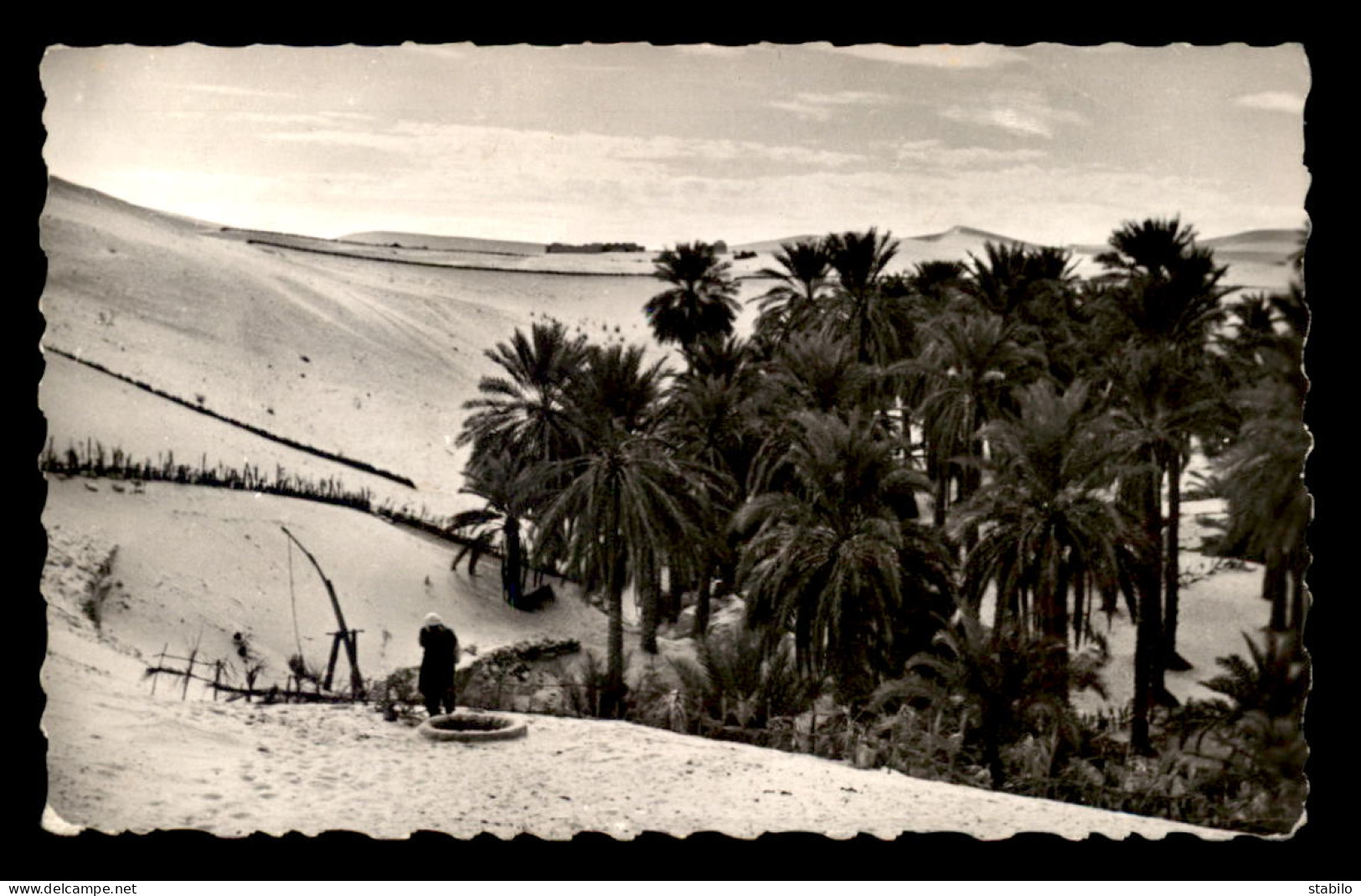 ALGERIE - SAHARA - EL-OUED - UNE PALMERAIE - El-Oued