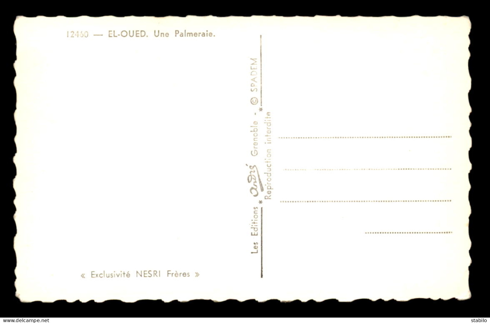 ALGERIE - SAHARA - EL-OUED - UNE PALMERAIE - El-Oued