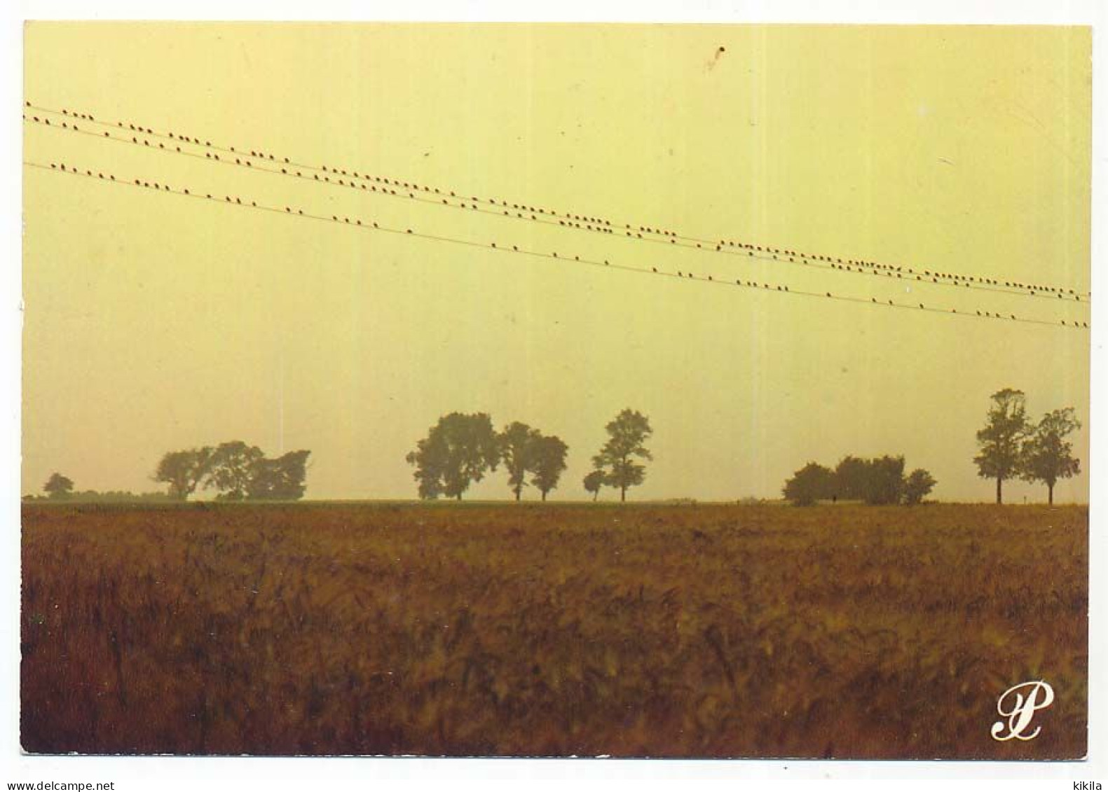 CPSM / CPM 10.5 X 15 Prestige CHARENTE Rassemblement D'hirondelles (ou Martinet ?) Dur Des Fils électriques - Poitou-Charentes