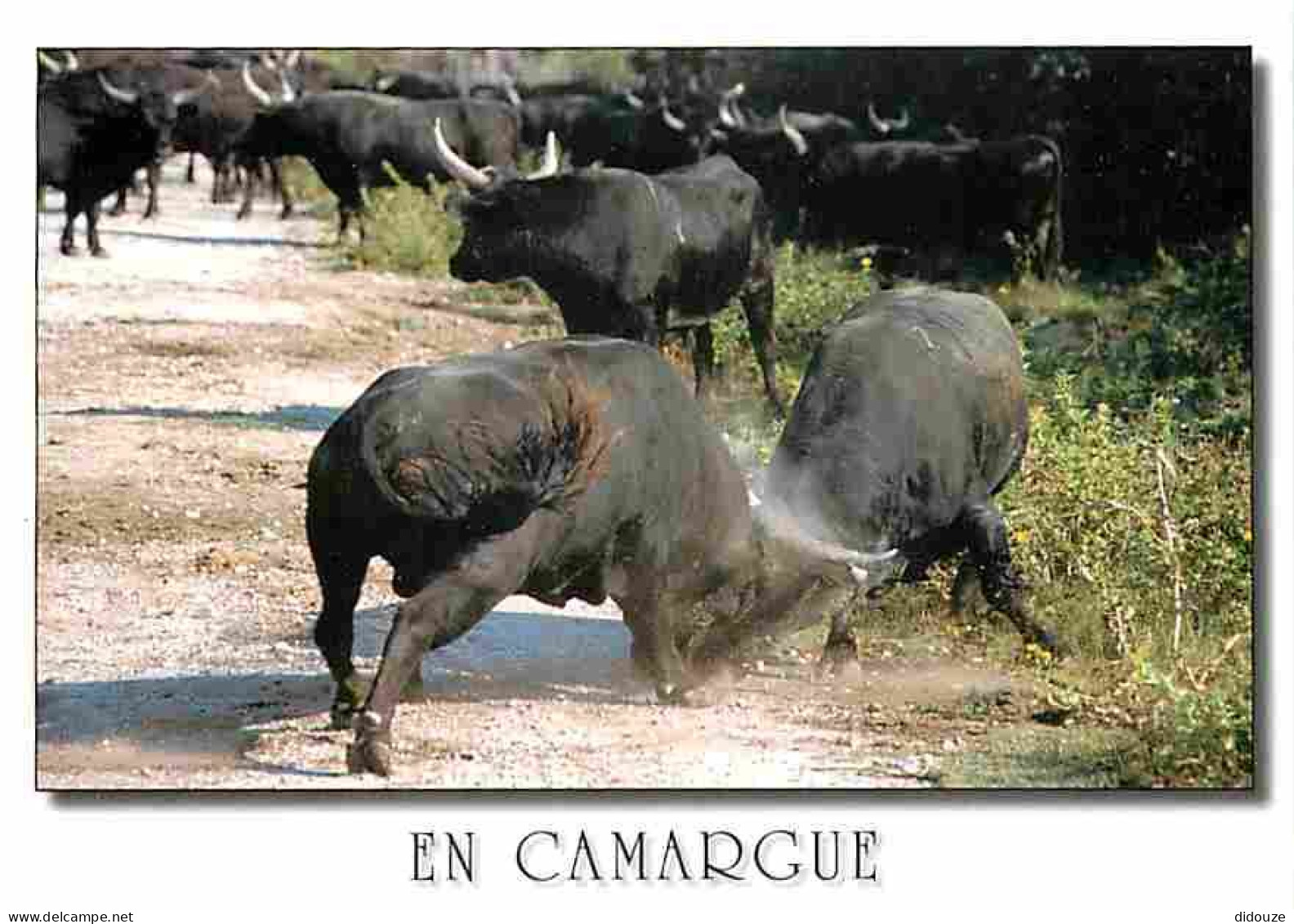 Animaux - Taureaux - Camargue - Combat De Taureaux - CPM - Voir Scans Recto-Verso - Stiere