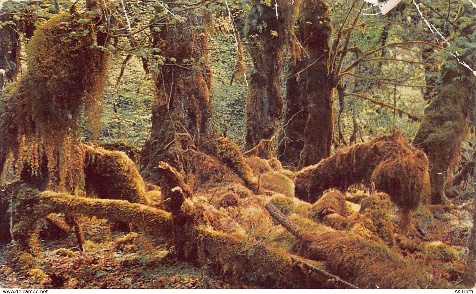 RAIN FOREST, OREGON Vine Maple Trees Draped With Mosses In Fantastic Patterns, In The Canyon At Silver Falls State Park, - Otros & Sin Clasificación