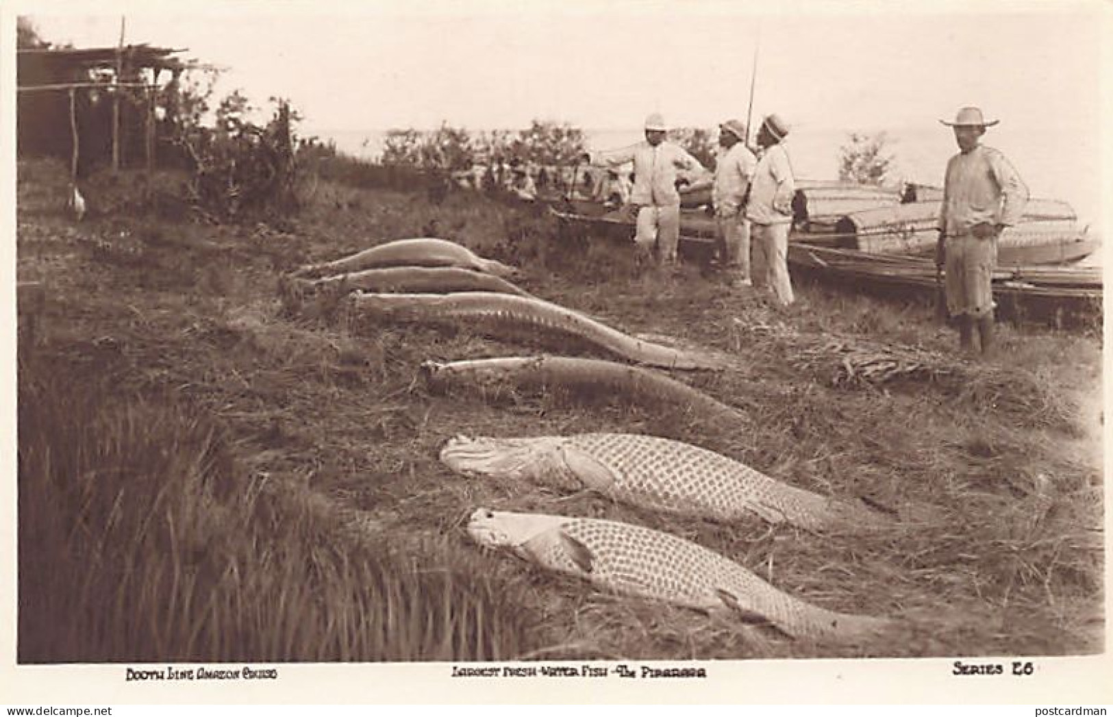 BRASIL Brazil - Largest Fresh-water Fish - Pirarara - Ed. Booth Line Amazon Crui - Autres & Non Classés