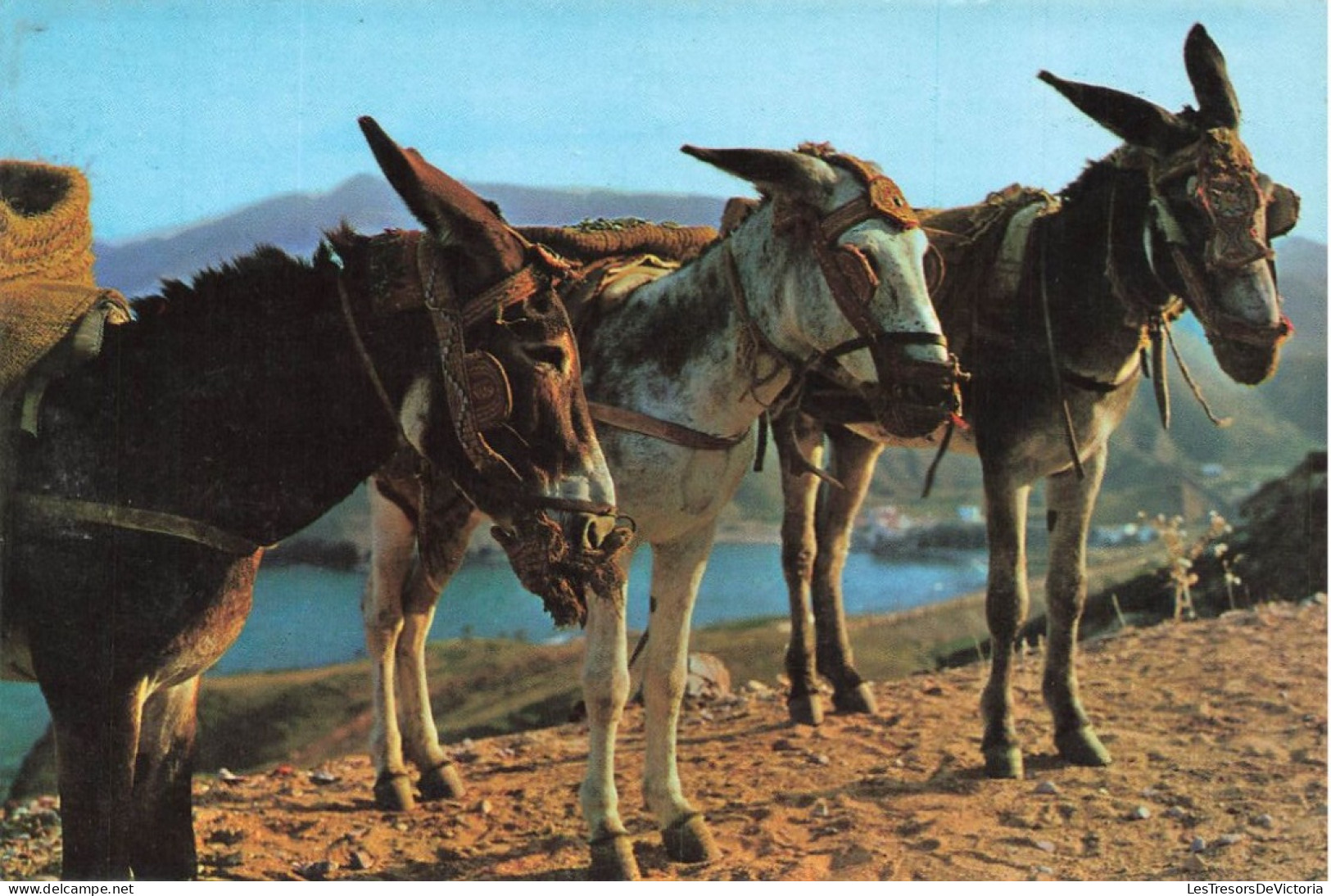 ANIMAUX & FAUNE - Borricos Tipicos - Carte Postale - Donkeys