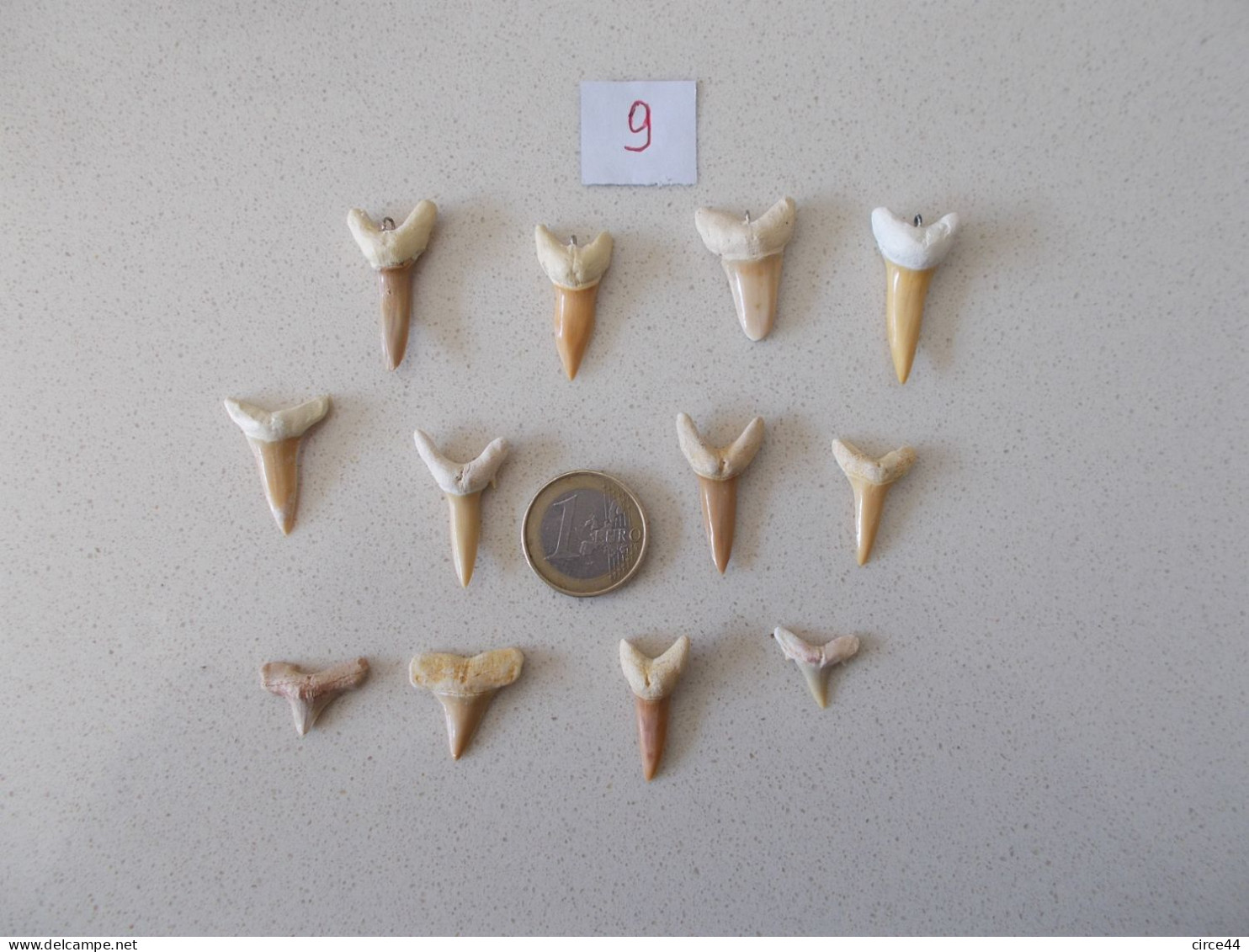 LOT DENTS DE REQUIN FOSSILES DU TOGO.DONT 4 PRETES A RECEVOIR UN CORDON.DIMENSION ENTRE 1 ET 3 CM. - Fossilien