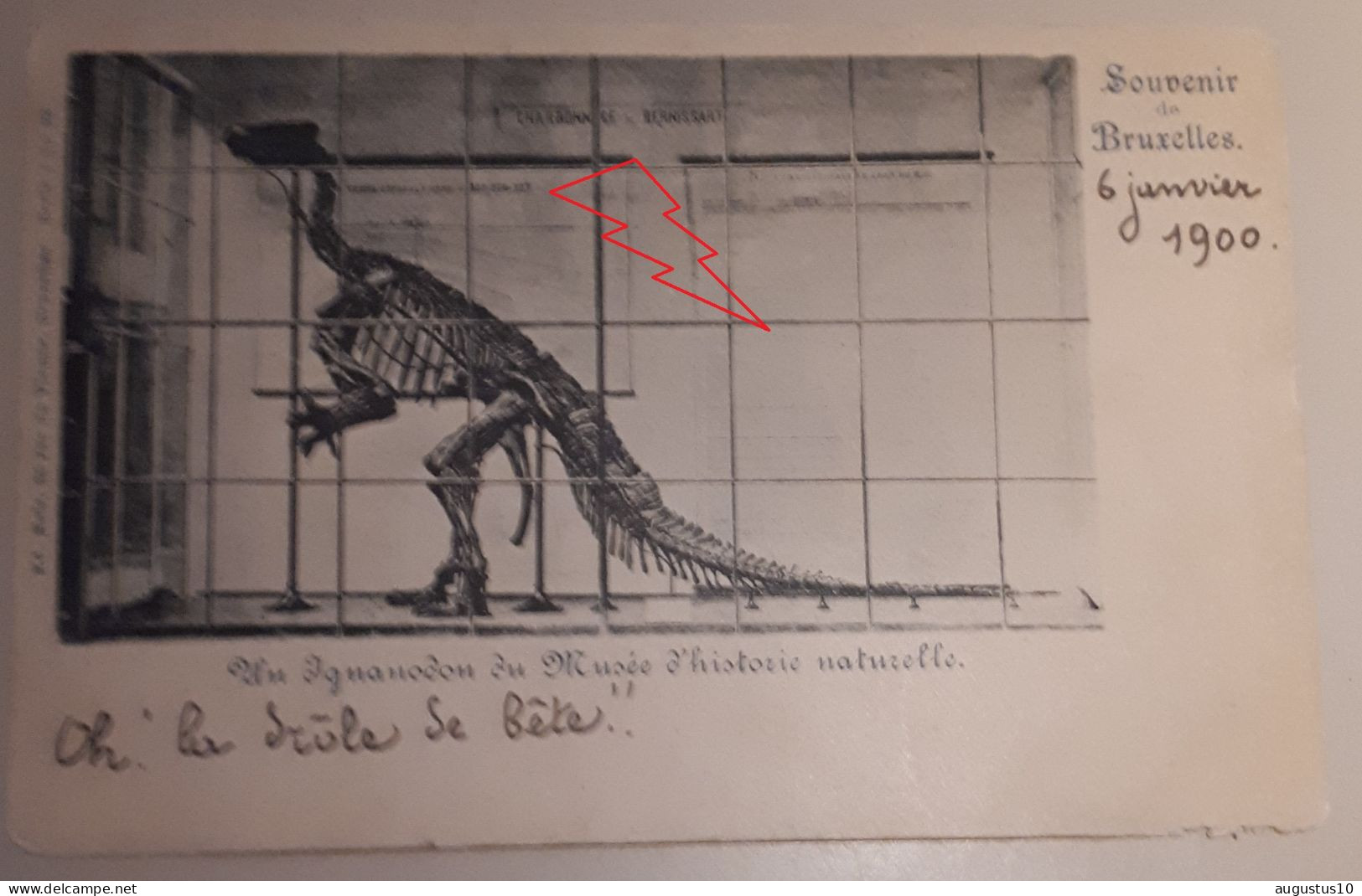 BRUXELLES : Zeldzame Postkaart Rond 1900 INGUANODON Met Zegel Van 5 Ct - Musées