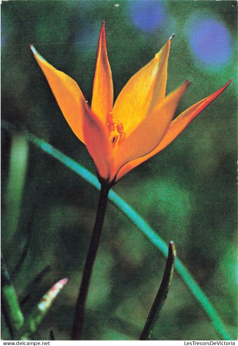 FLEURS - PLANTES & ARBRES - Tulipa Australis - Colorisé - Carte Postale - Fiori