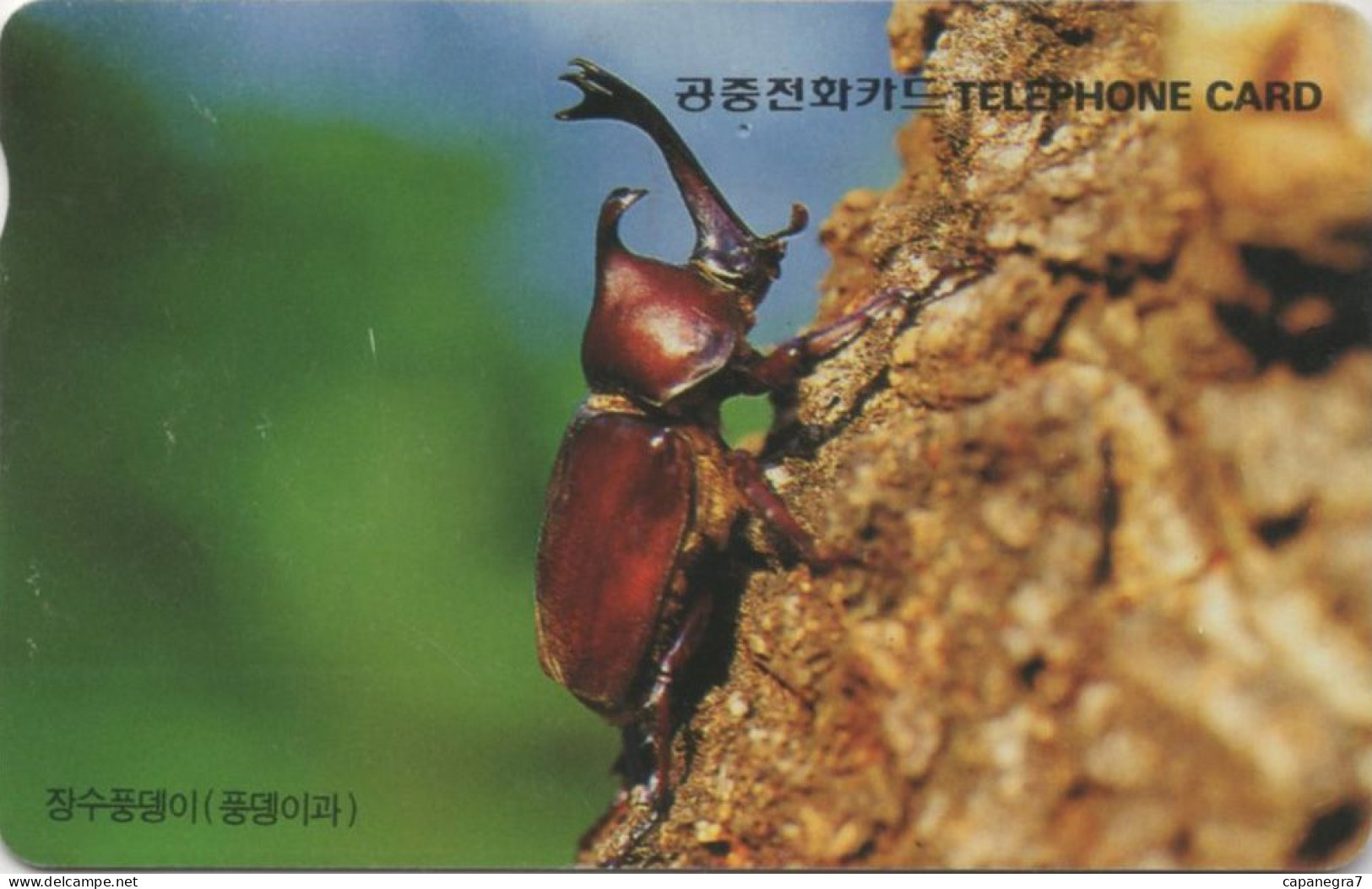 Oryctes, Bug, Korea - Corée Du Sud
