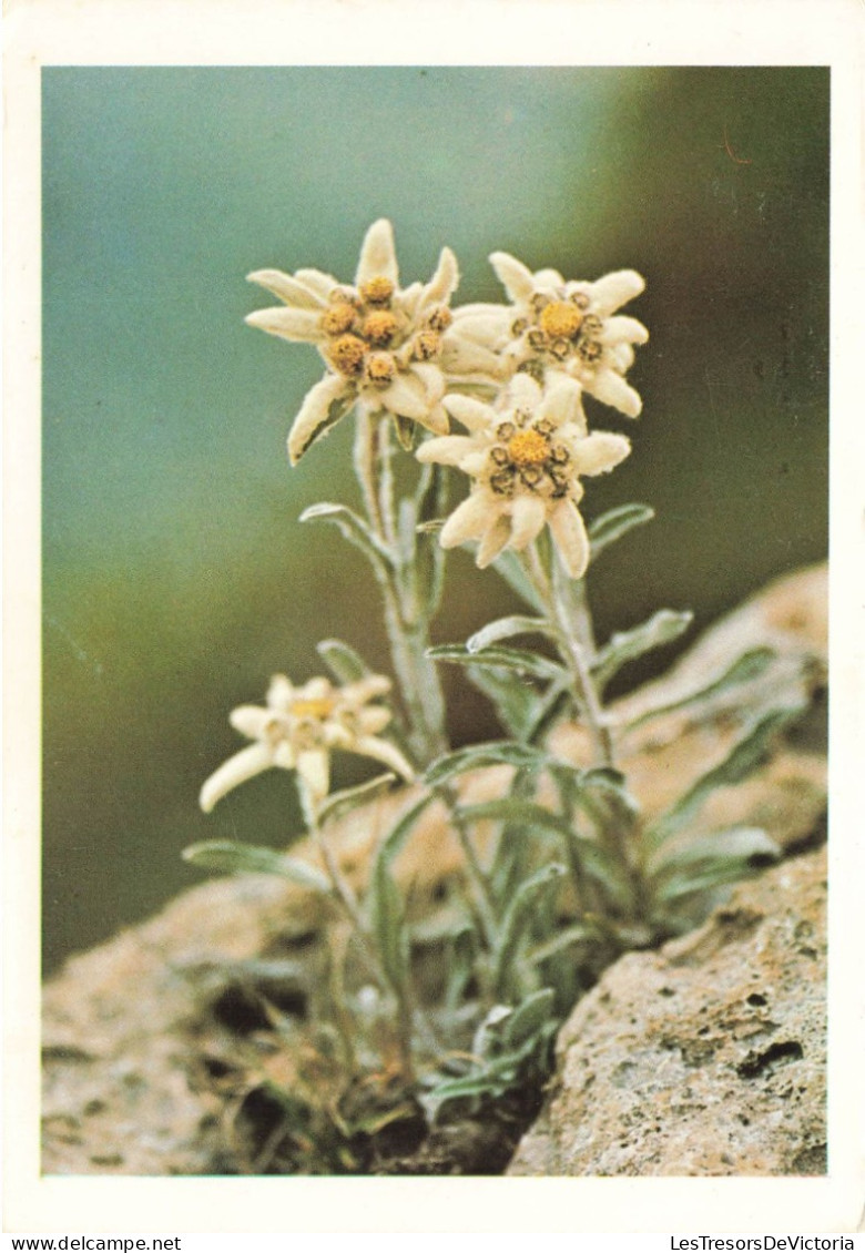 FLEURS - PLANTES & ARBRES - Fleurs - Edelweiss - Stella Alpina - Carte Postale - Fiori