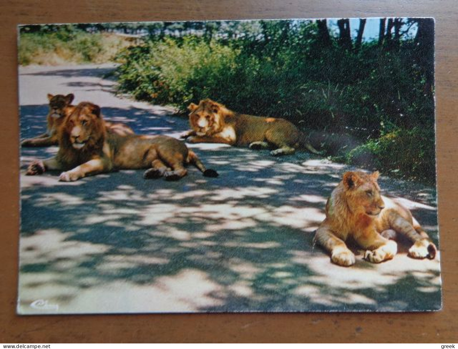 Dierenpark, Zoo, Tierpark / Safari Parc De Peaugres, Lions --> Onbeschreven - Lions