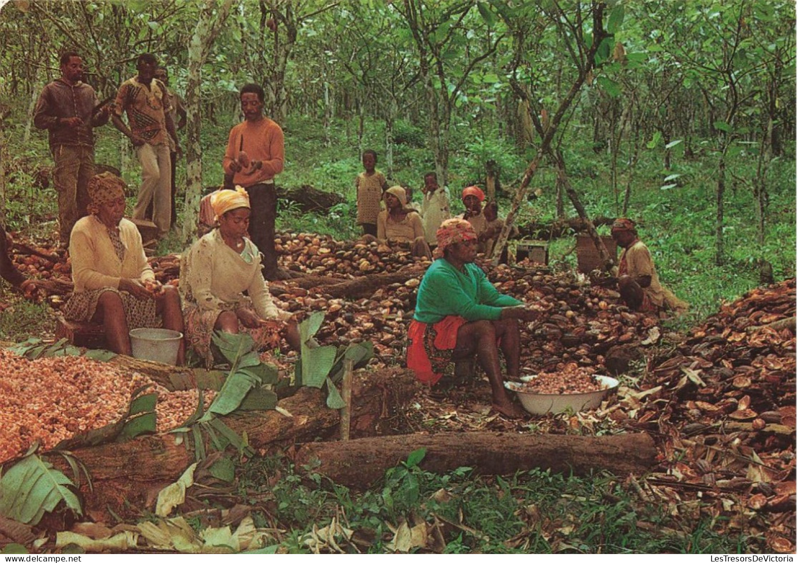 GABON - Reflets De Gabon - Récolte Du Cacao Dans Le Woleu-Ntem - Carte Postale - Gabun