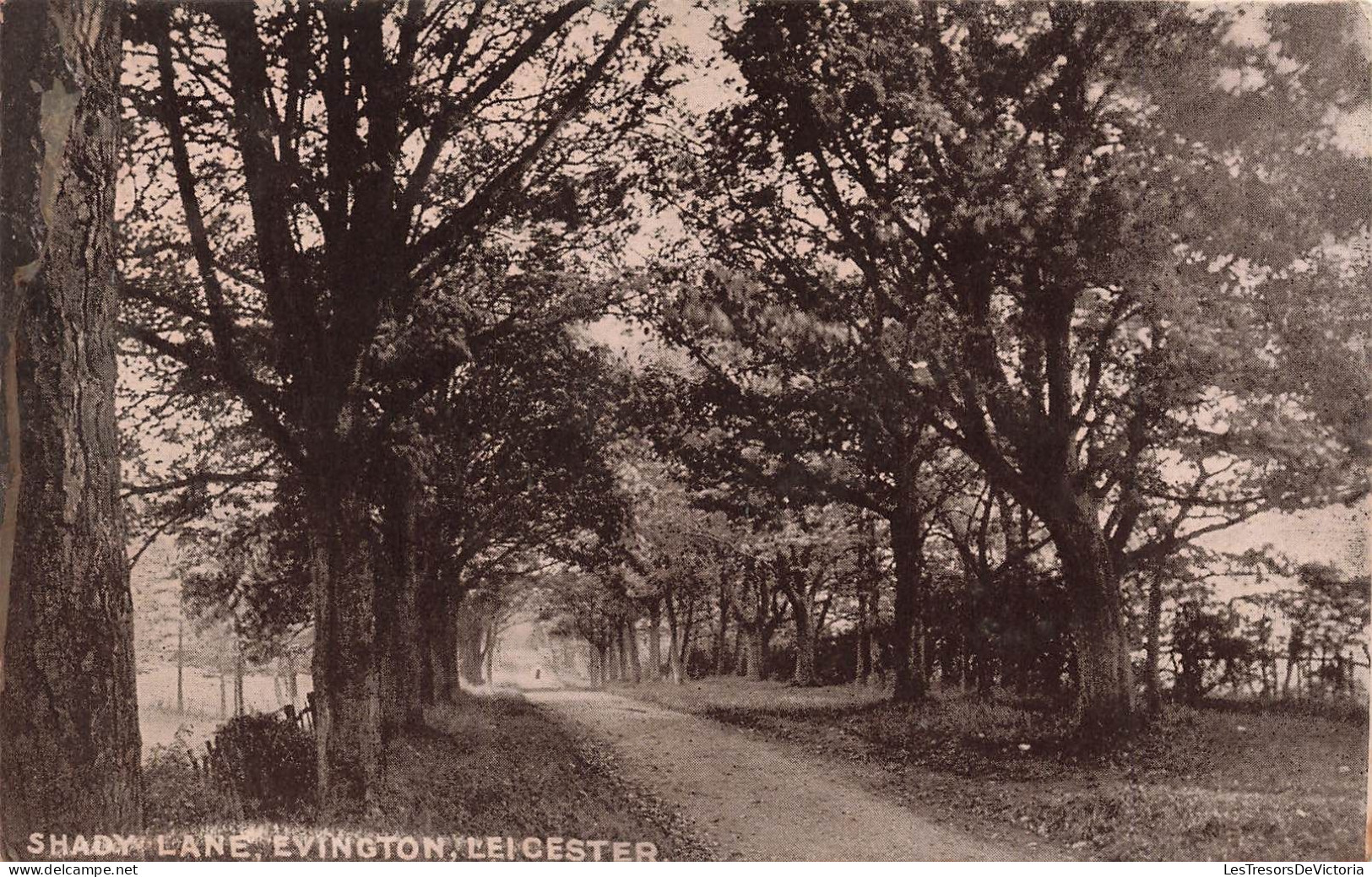 ROYAUME-UNI - Shady Lane - Evington - Leicester - Vue Sur Une Allée - Carte Postale Ancienne - Leicester