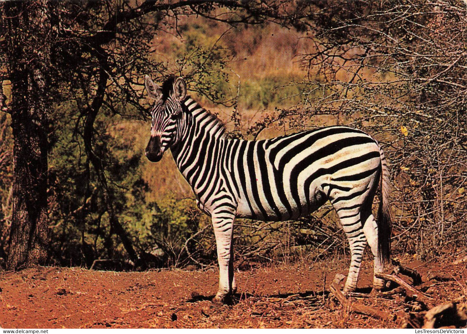 ANIMAUX & FAUNE - Zèbre - Carte Postale - Zebre