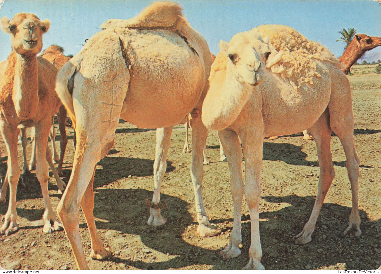 TUNISIE - Troupeau De Chameaux - Carte Postale - Tunesien