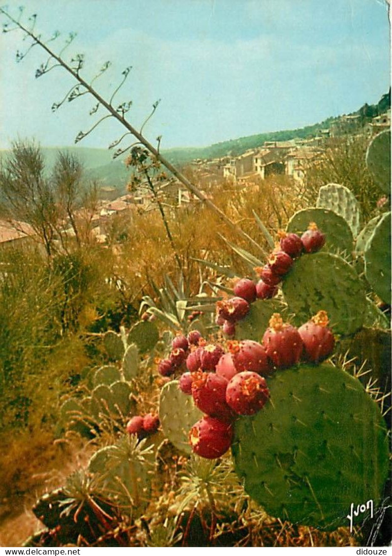 Fleurs - Plantes - Cactus - Bormes Les Mimosas - Vue Générale - CPM - Voir Scans Recto-Verso - Cactus