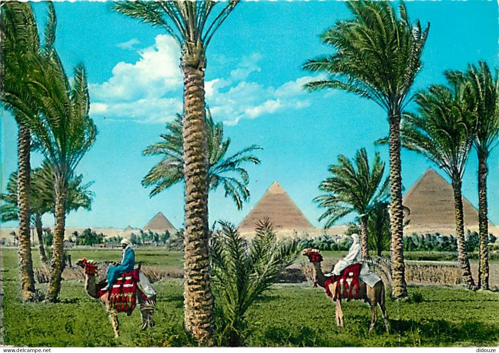 Egypte - Gizeh - Giza - Les Pyramides - The Pyramids - Chamelier - Chameaux - Voir Timbre - CPM - Voir Scans Recto-Verso - Guiza