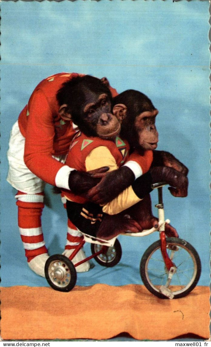 O1 - Carte Postale Fantaisie - Singes Habillés Faisant Du Vélo - Dressed Animals