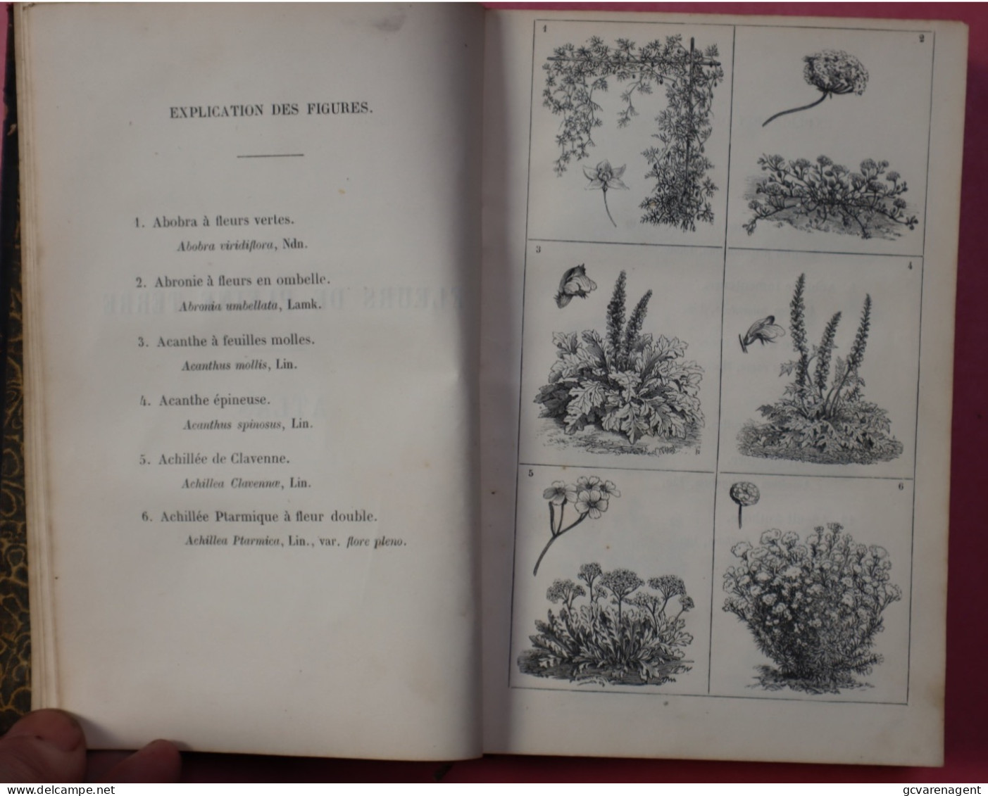 ATLAS DES FLEURS DE PLEINE TERRE , 1128 GRAVURES - PAR VILMORIN ANDDRIEUX +-1880 -  BON ETAT  18 X 12 X 3 CM VOIR IMAGES - Jardinería