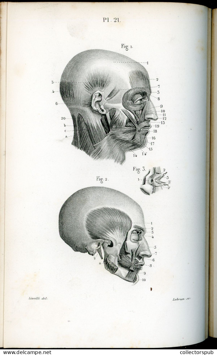 ANATÓMIA. Petit Atlas Complet D'Anatomie Descriptive Du Corps Humain By J.N. Masse 1879. 112 Acélmetszetes Táblával. - Alte Bücher