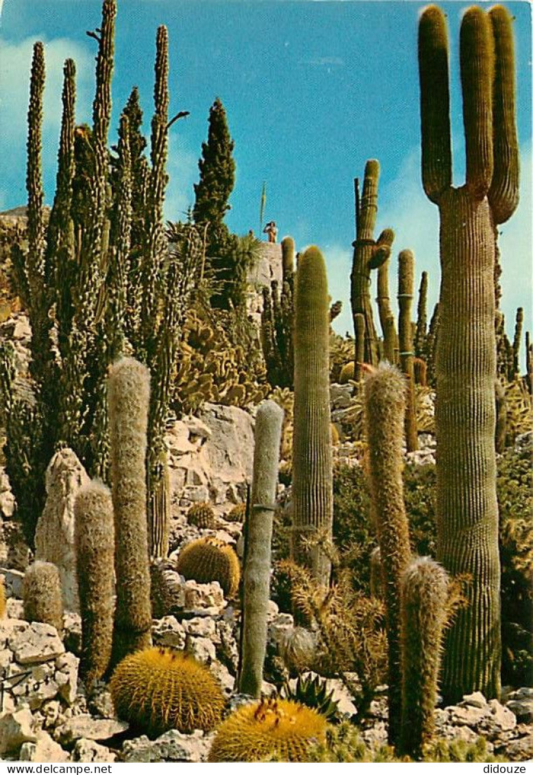 Fleurs - Plantes - Cactus - Cote D'Azur - Plantes Exotiques - Coussin De Belle Mère - CPM - Voir Scans Recto-Verso - Sukkulenten