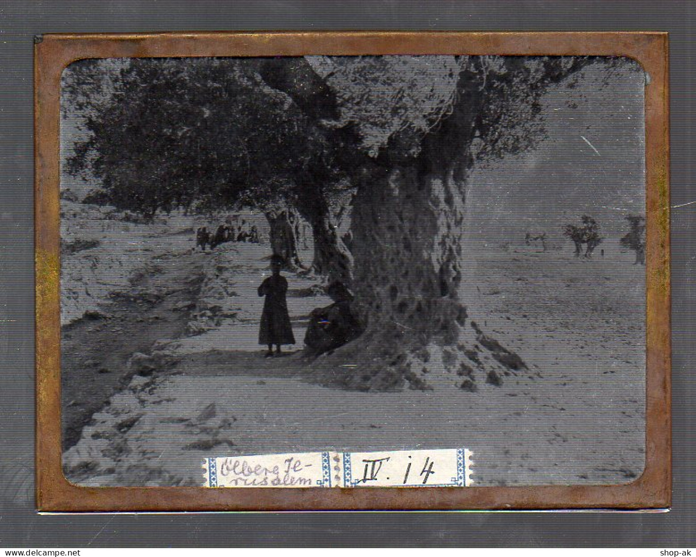 Y15534/ Altes Glasnegativ Ölberg Jerusalem Palästina Ca.1900 - Palestine