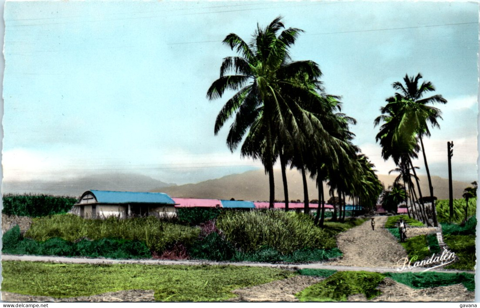 GUADELOUPE - Route De Bassse-Terre - L'allée De Saint-Clair - Basse Terre