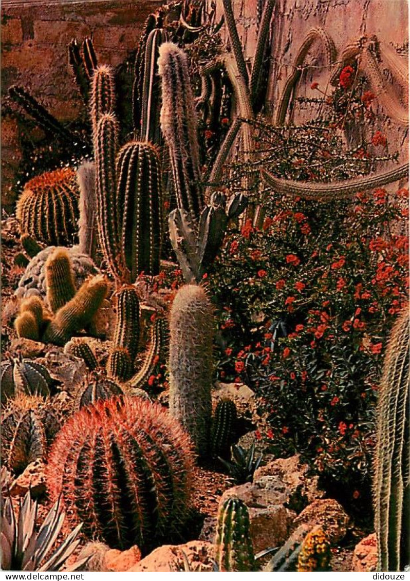 Fleurs - Plantes - Cactus - Sanary Bandol - Jardin Exotique Et Zoo - Quand Le Désert Mexicain Fleurit - CPM - Voir Scans - Cactus
